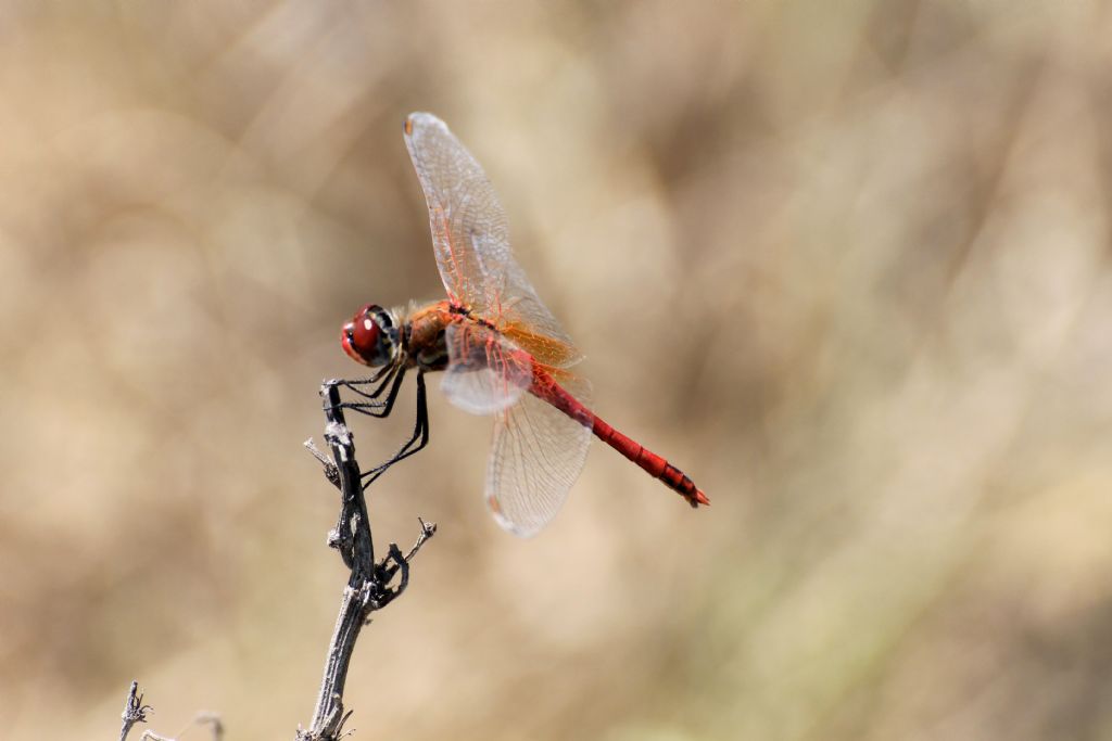Sympetrum sanguineum? No, Sympetrum fonscolombii maschio